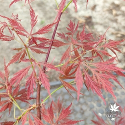 Acer-palmatum-Elmwood-spreader-printemps