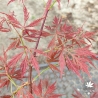 Acer-palmatum-Elmwood-spreader-printemps
