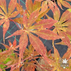 Acer-palmatum-Elmwood-automne-2