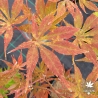 Acer-palmatum-Elmwood-automne-2
