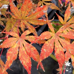 Acer-palmatum-Elmwood-automne