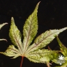 acer-palmatum-elmwood-printemps