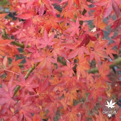 Tenuifolium