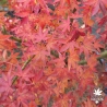 Acer-palmatum-Elio-automne-2