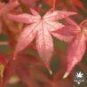 acer-palmatum-elio-automne-3