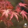 Acer-palmatum-Elio-automne