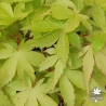 Acer-palmatum-Elio-debut-de-l-ete
