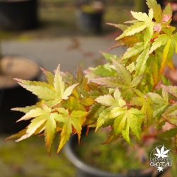 Acer-palmatum-Elio-fin-de-l-ete
