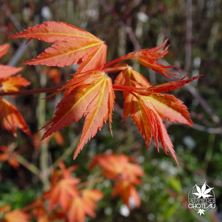 acer-palmatum-elio-printemps-2