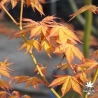 Acer-palmatum-Elio-printemps