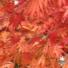Acer-palmatum-Elegans-automne