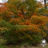 acer-palmatum-elegans-adulte-debut-de-l-automne