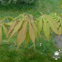 acer-palmatum-elegans-ete
