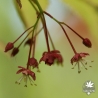 acer-palmatum-elegans-fleurs