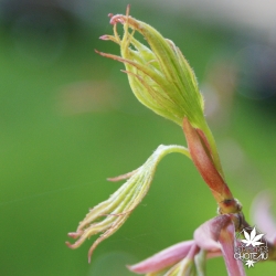 acer-palmatum-elegans-printemps-2