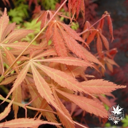 Tenuifolium