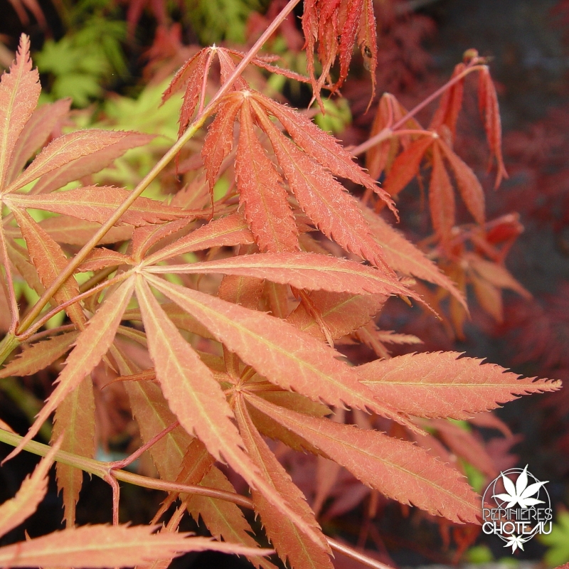 acer-palmatum-elegans-printemps