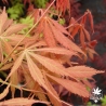 acer-palmatum-elegans-printemps