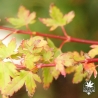 acer-palmatum-eimini-debut-de-l-automne