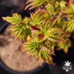 Acer-palmatum-Eimini-printemps