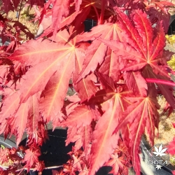 Acer-palmatum-Edna-Bergman-printemps