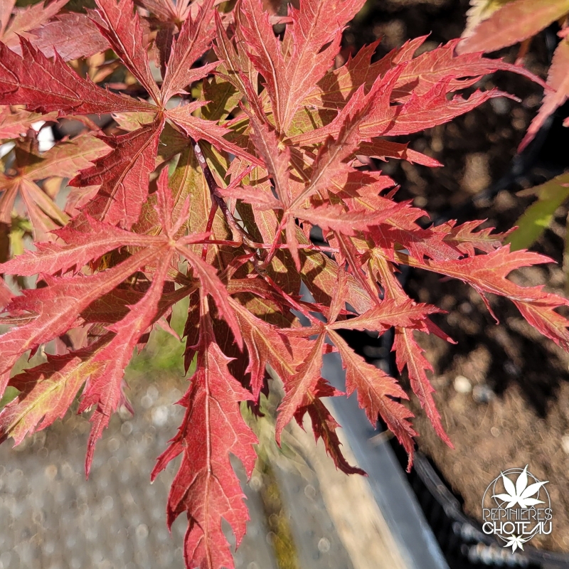 Acer-palmatum-Earth-Fire-ete-2