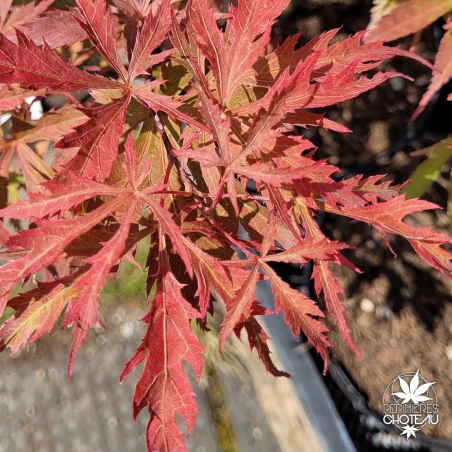 Acer-palmatum-Earth-Fire-ete-2