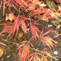 Acer-palmatum-Dr-Baker-automne