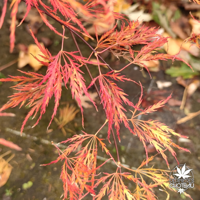 Acer-palmatum-Dr-Baker-automne
