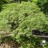 Tenuifolium
