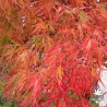 Tenuifolium