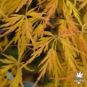Tenuifolium