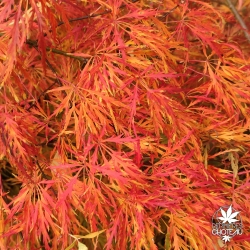 Acer-palmatum-Dissectum-automne