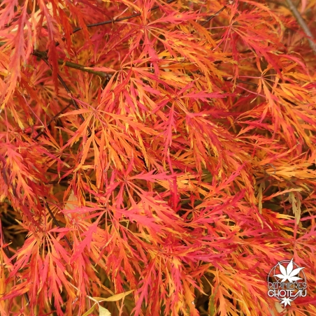 Acer-palmatum-Dissectum-automne