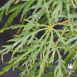 acer-palmatum-dissectum-ete