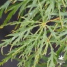Tenuifolium