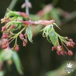 acer-palmatum-dissectum-fleurs