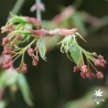 Tenuifolium