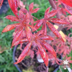 Acer-palmatum-Dirk-automne