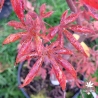 Acer-palmatum-Dirk-automne