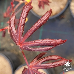 Acer-palmatum-Dirk-printemps