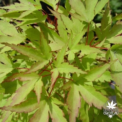acer-palmatum-diana-fin-de-l-ete
