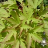 acer-palmatum-diana-fin-de-l-ete
