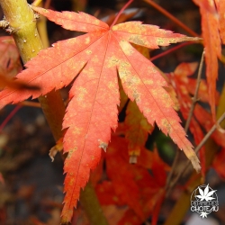 acer-palmatum-diana-automne