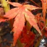 acer-palmatum-diana-automne