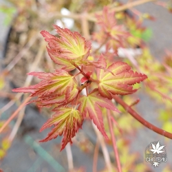 Acer-palmatum-Diana-printemps-2