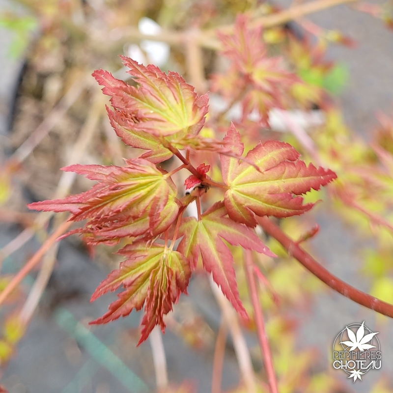 Acer-palmatum-Diana-printemps-2