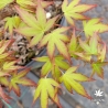 Tenuifolium
