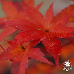 acer-palmatum-deshojo-nishiki-automne