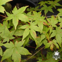 Acer_palmatum_Deshojo_nishiki_ete